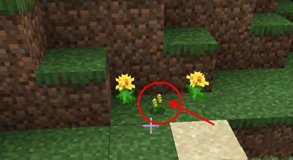 我的世界蜜蜂怎么养殖7